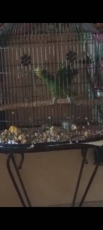 Amozon parrot for sell 3