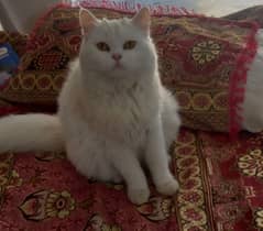 White Persian Cat Female