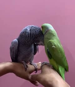 Green Ringneck Full Talking & Hamdtamed not bite