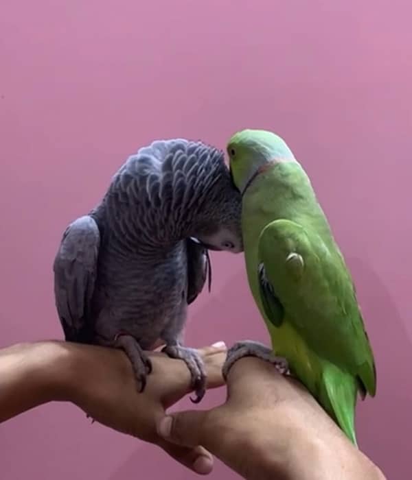 Green Ringneck Full Talking & Hamdtamed not bite 0