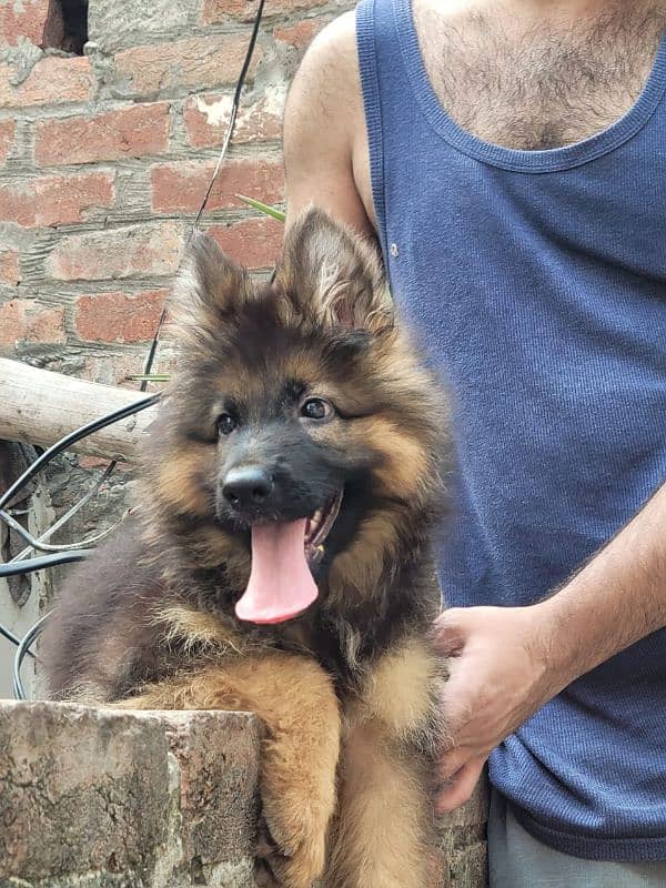 German Shepherd puppies 03263607292 0