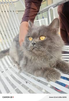 Grey Persian Male Cat