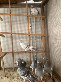 Qasid pathy and khaal pigeon