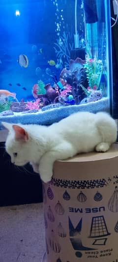 Persian kitty breed very beautiful white Colour female for sale