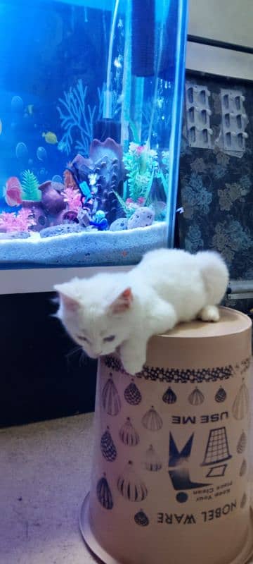 Persian kitty breed very beautiful white Colour female for sale 2