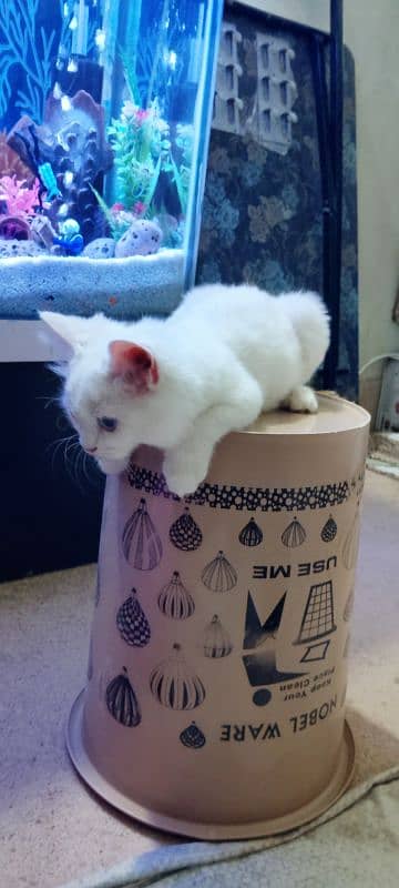 Persian kitty breed very beautiful white Colour female for sale 3