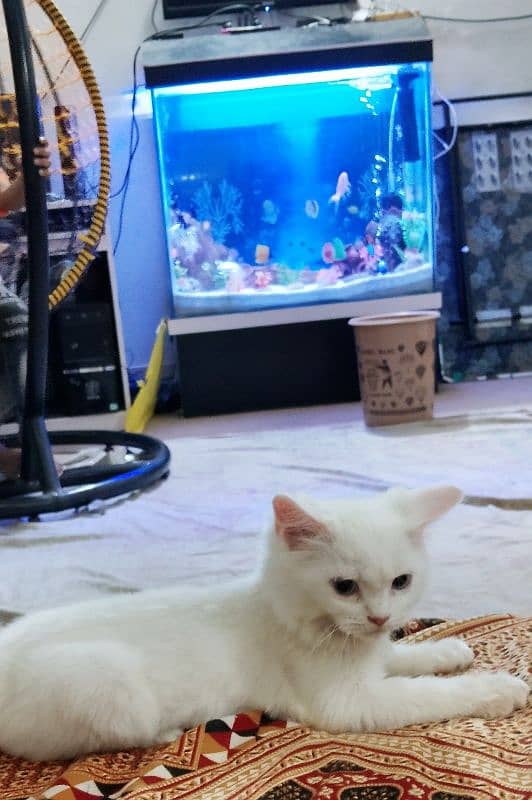 Persian kitty breed very beautiful white Colour female for sale 4