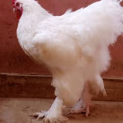 Pure Heavy White buff Young Egg laying Fancy hens/ Murgha/murghi