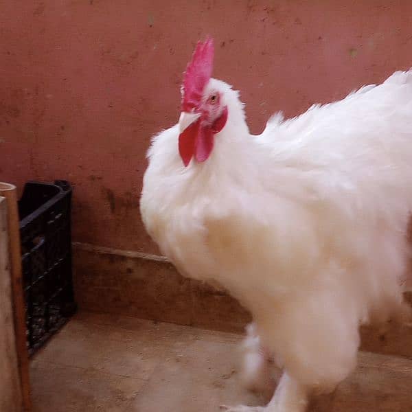 Pure Heavy White buff Young Egg laying Fancy hens/ Murgha/murghi 1