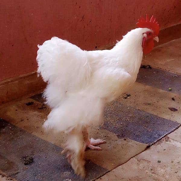 Pure Heavy White buff Young Egg laying Fancy hens/ Murgha/murghi 2