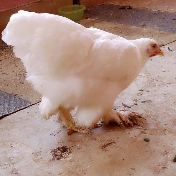 Pure Heavy White buff Young Egg laying Fancy hens/ Murgha/murghi 3