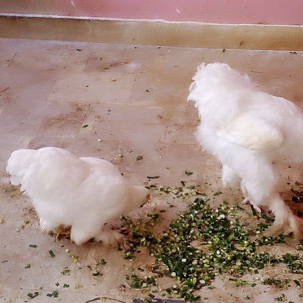 Pure Heavy White buff Young Egg laying Fancy hens/ Murgha/murghi 4