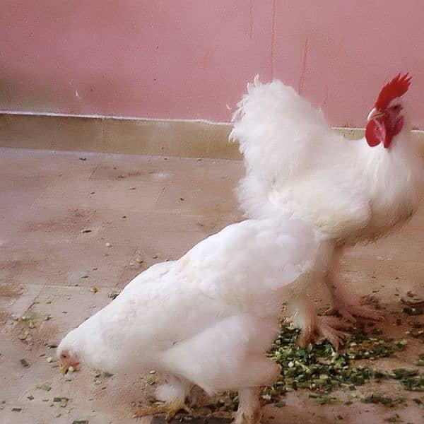 Pure Heavy White buff Young Egg laying Fancy hens/ Murgha/murghi 5