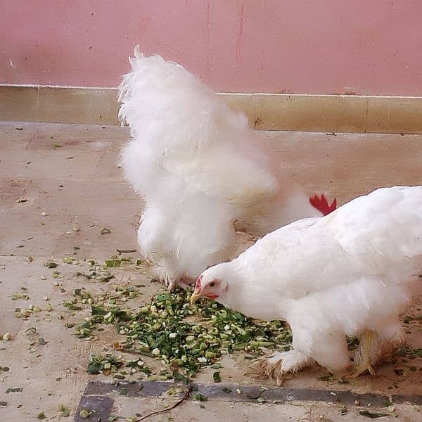 Pure Heavy White buff Young Egg laying Fancy hens/ Murgha/murghi 6