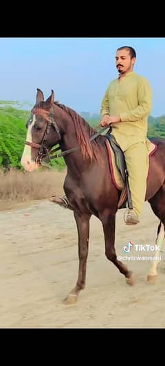 Shery punjab Horse