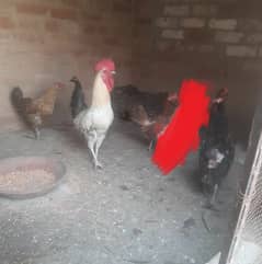 Desi hens for sale