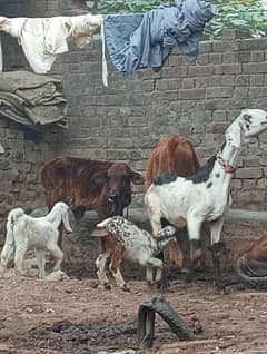 Desi bakri2 Bachon Kay sath