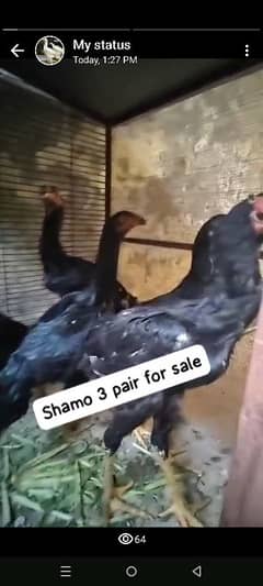 3 pair black shamo age 5 and half month