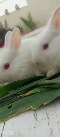 cute rabbits