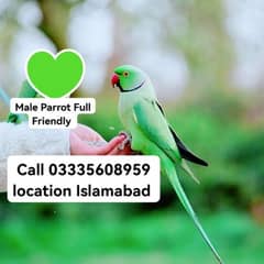 Hand Tamed Full Friendly Green Ring Neck Male Parrot Jumbo Size