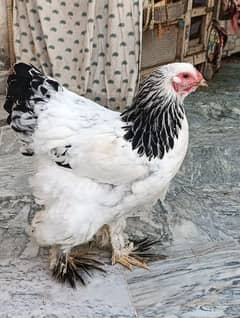 LIGHT COLUMBIAN BRAHMA/LIGHT SUSSEX PAIR