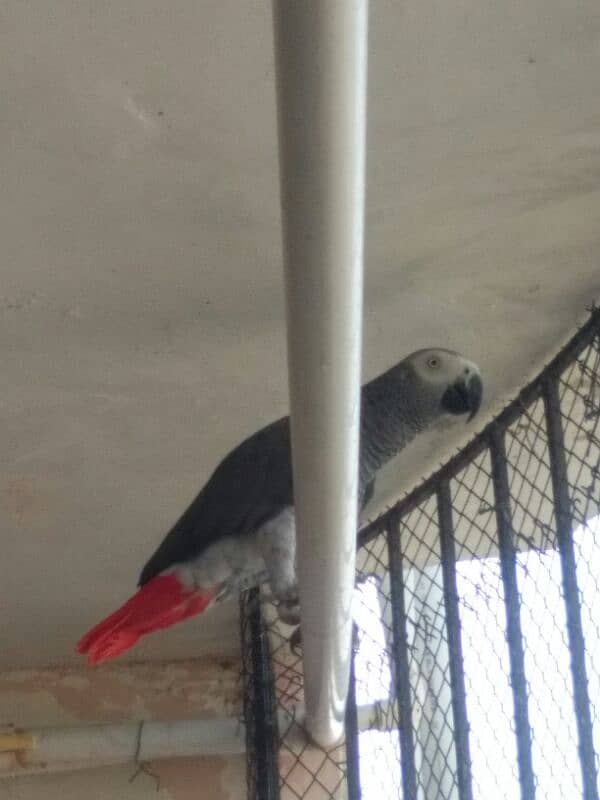 African Grey breeder male 1