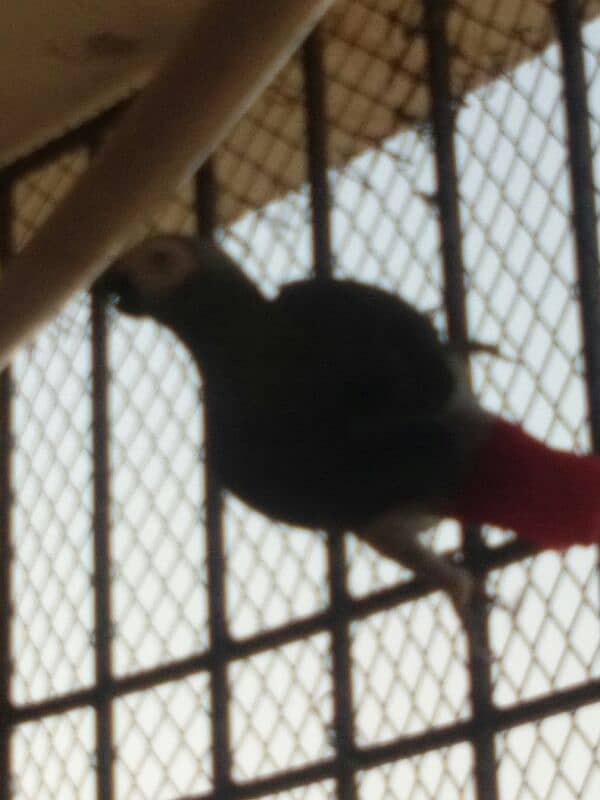 African Grey breeder male 2