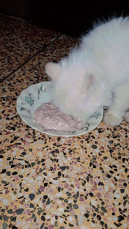 cats kittens home made diet available 1