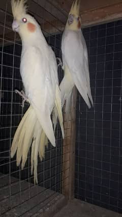 cocktail breadar Male and pair for sale