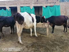 Red Friesian, Dutch cross