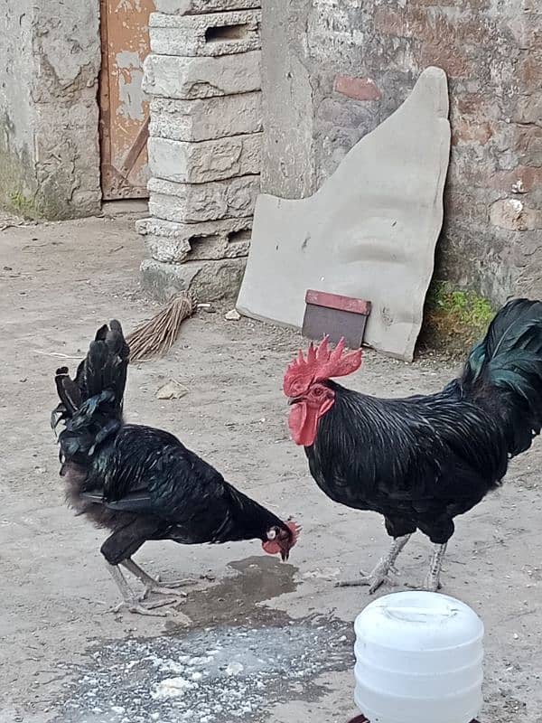 fancy murga Australorp for sale 0