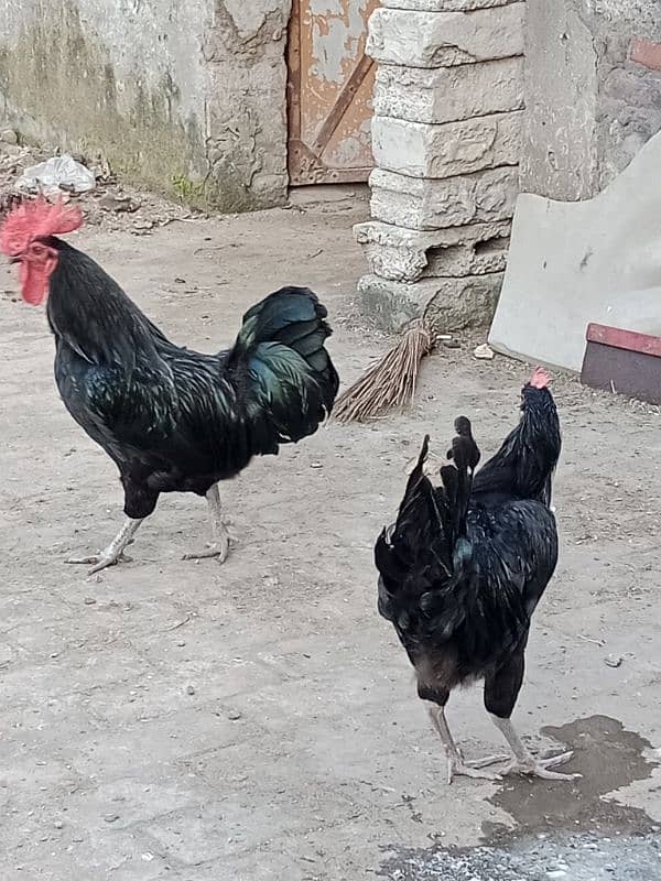 fancy murga Australorp for sale 1