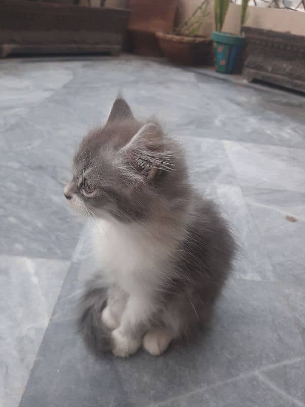 Grey and white Persian cat 1