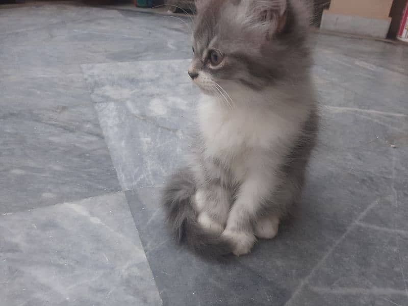 Grey and white Persian cat 3