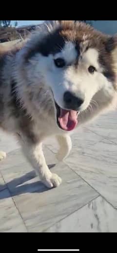 Siberian Husky Female for sale