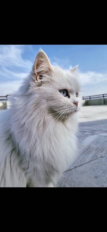 White persian cat triple coated 1