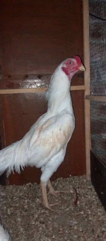 HEERA ASEEL YOUNG BREADER MURGHA FOR SALE 0