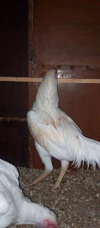 HEERA ASEEL YOUNG BREADER MURGHA FOR SALE 1