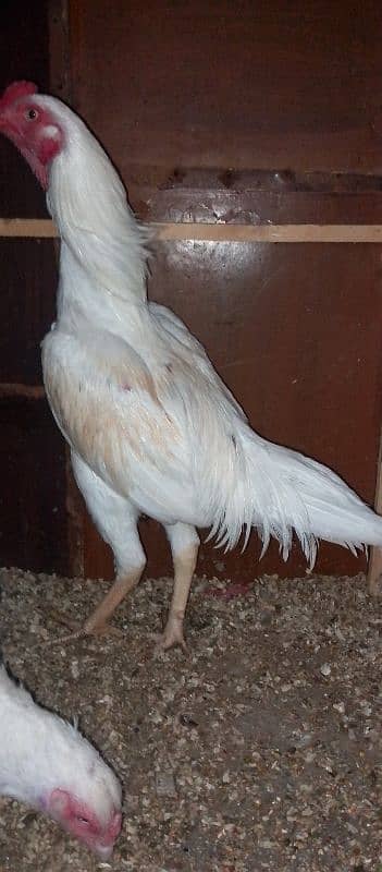 HEERA ASEEL YOUNG BREADER MURGHA FOR SALE 2