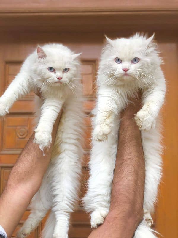 Persian triple coated punch face cat and kitten 18