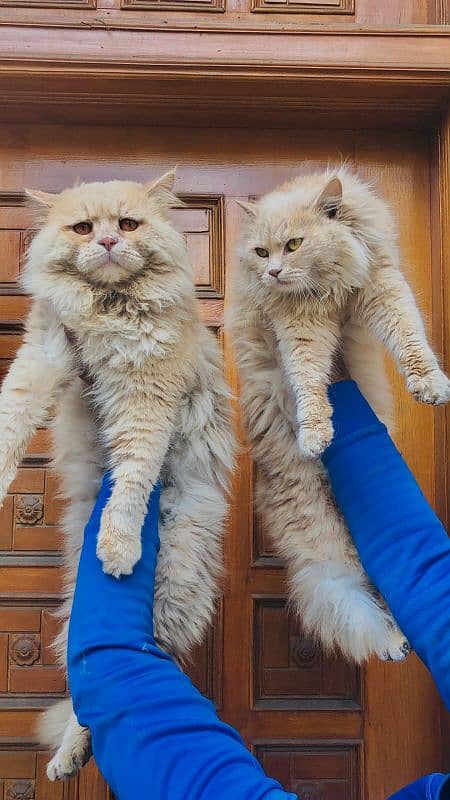 Persian triple coated punch face cat and kitten 19