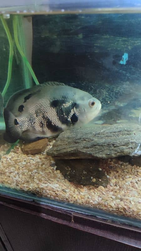 1 tiger oscar black 8 inch size, 2 albino oscars 4 inch and 5 inch 1