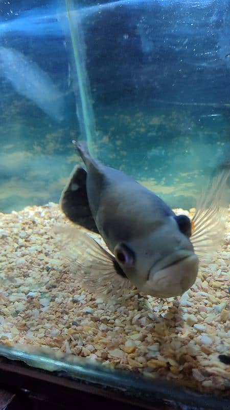 1 tiger oscar black 8 inch size, 2 albino oscars 4 inch and 5 inch 2