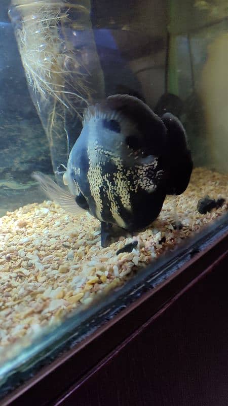 1 tiger oscar black 8 inch size, 2 albino oscars 4 inch and 5 inch 3