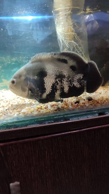 1 tiger oscar black 8 inch size, 2 albino oscars 4 inch and 5 inch 4