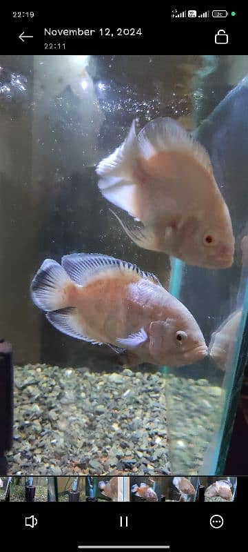 1 tiger oscar black 8 inch size, 2 albino oscars 4 inch and 5 inch 5