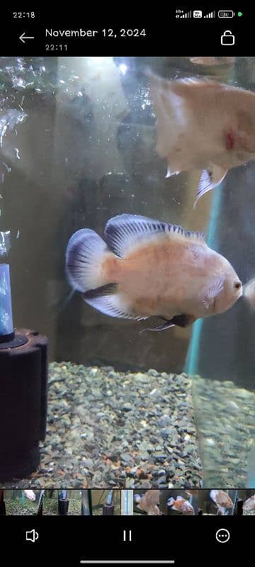 1 tiger oscar black 8 inch size, 2 albino oscars 4 inch and 5 inch 7