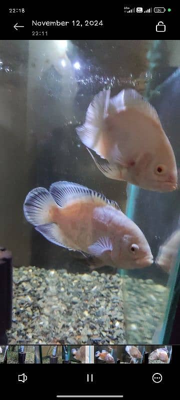 1 tiger oscar black 8 inch size, 2 albino oscars 4 inch and 5 inch 8