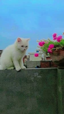 Muhammad Luqman 