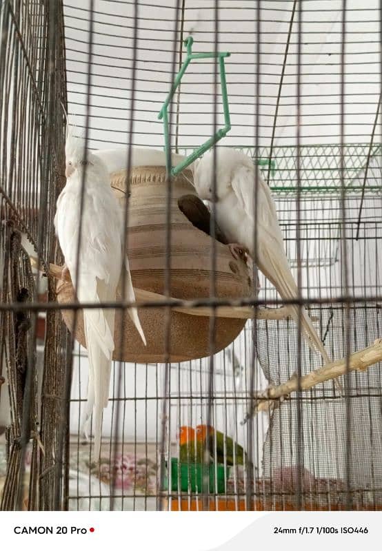 white cockatiel 8